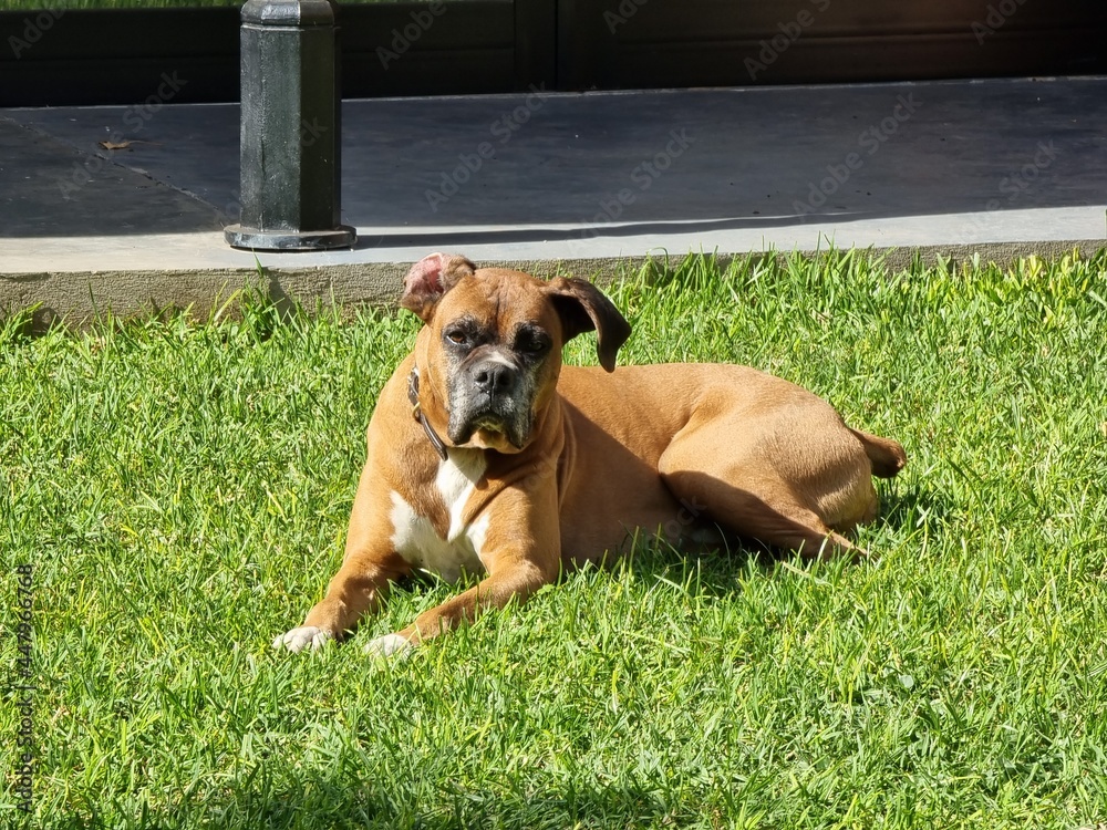 boxer boxer
