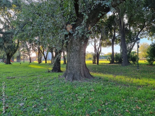 bosque