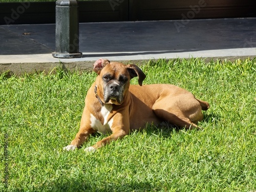 boxer