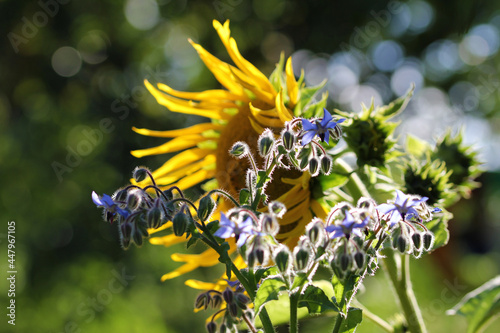 borage inflorescence in july photo