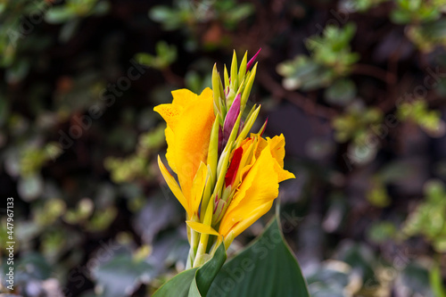 Canna cleopatra flower with vivid bright yellow and red colors.