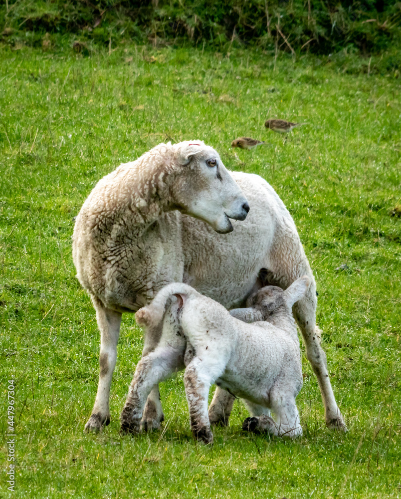 Newborn spring lamb, in a green, grassy, coastal paddock, near Gisborne, New Zealand Newborn spring lamb, in a green, grassy, coastal paddock, near Gisborne, New Zealand