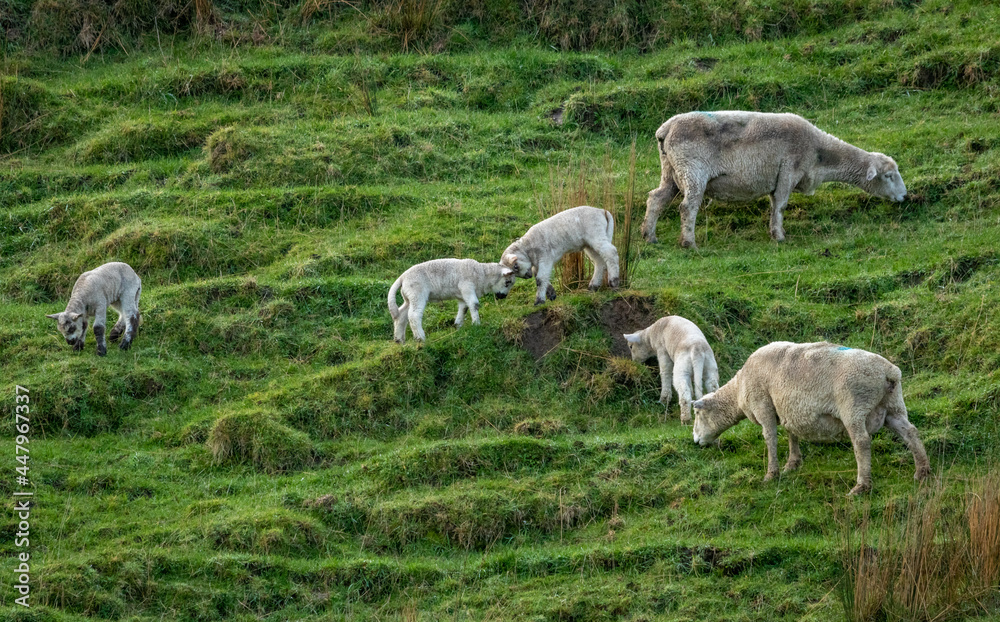 Newborn spring lamb, in a green, grassy, coastal paddock, near Gisborne, New Zealand 