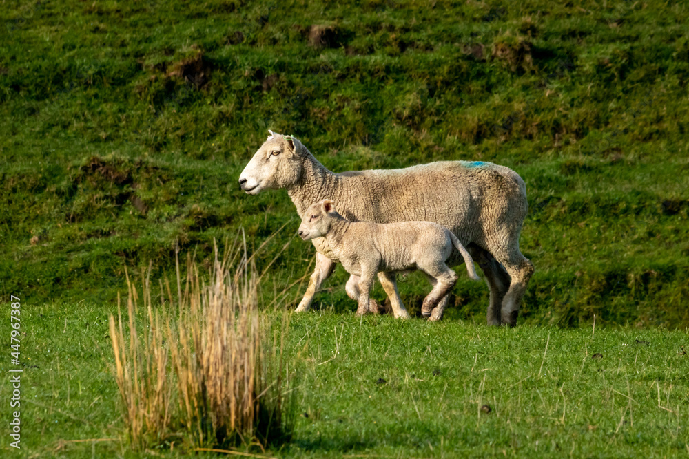 Newborn spring lamb, in a green, grassy, coastal paddock, near Gisborne, New Zealand Newborn spring lamb, in a green, grassy, coastal paddock, near Gisborne, New Zealand