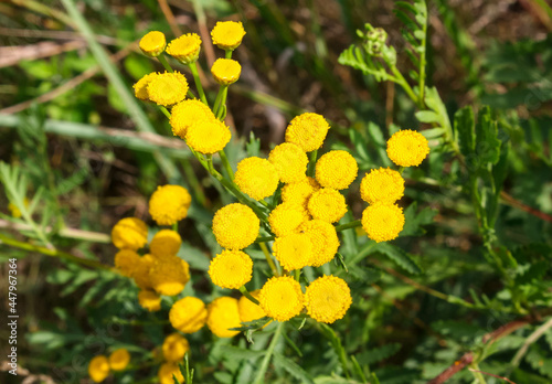 Tansy lat. Tanacetum yellow flower close up