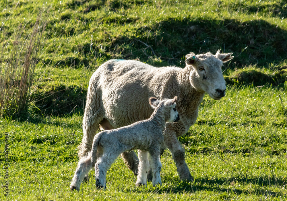 Obraz premium Newborn spring lamb, in a green, grassy, coastal paddock, near Gisborne, New Zealand 