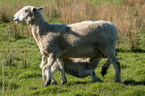 Newborn spring lamb  in a green  grassy  coastal paddock  near Gisborne  New Zealand 