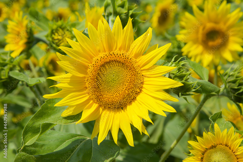 Bright yellow sunflower blooming in the field. Organic and natural background.