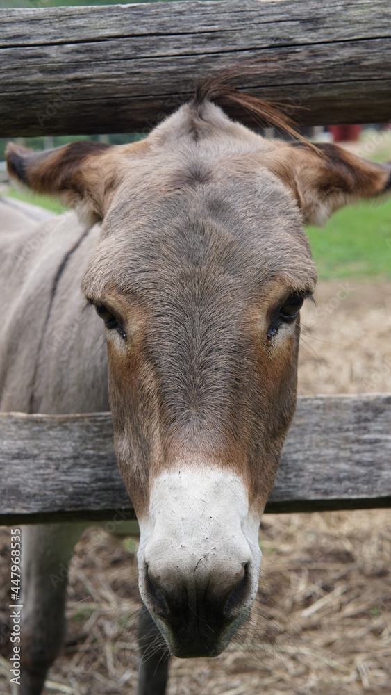 Obraz premium An isolated donkey looks curious.