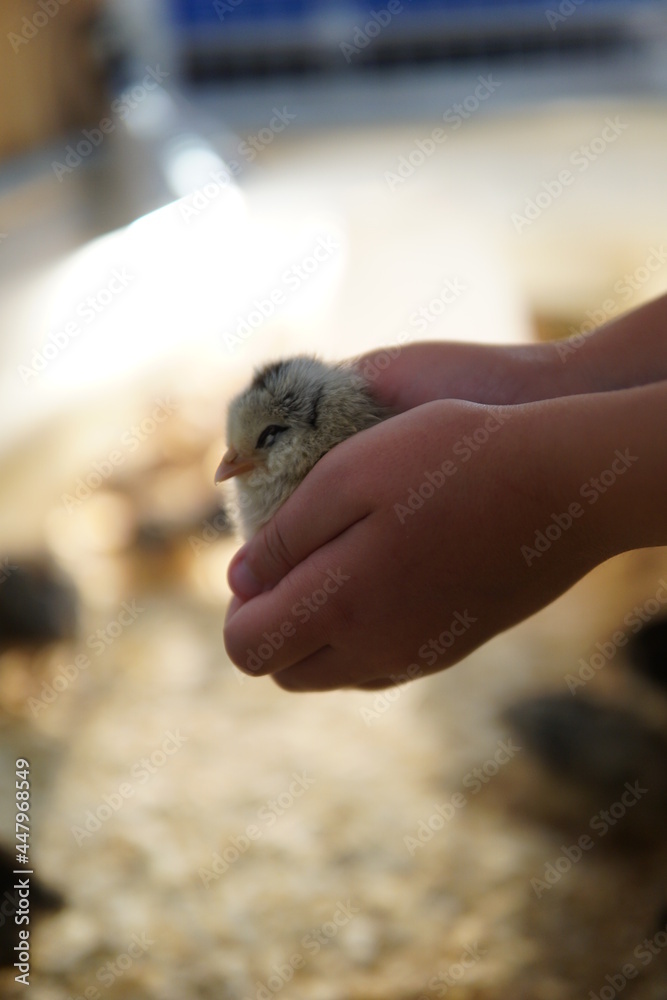 A baby chick rests in a child's hands.