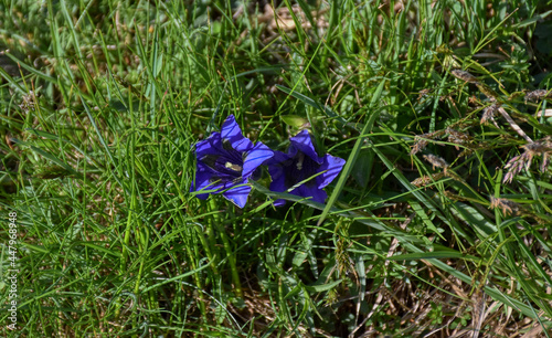 Enzian, Blume, Alpenblume, Kelch, tiefblau, blau, Enziangewächse, Alpen, Hochgebirge, Enziangewächse, Gebirge, gemäßigte Zonen, Nordhalbkugel, Anden, Art, krautig, aufsteigend, Büschel, Blumenbüschel, photo