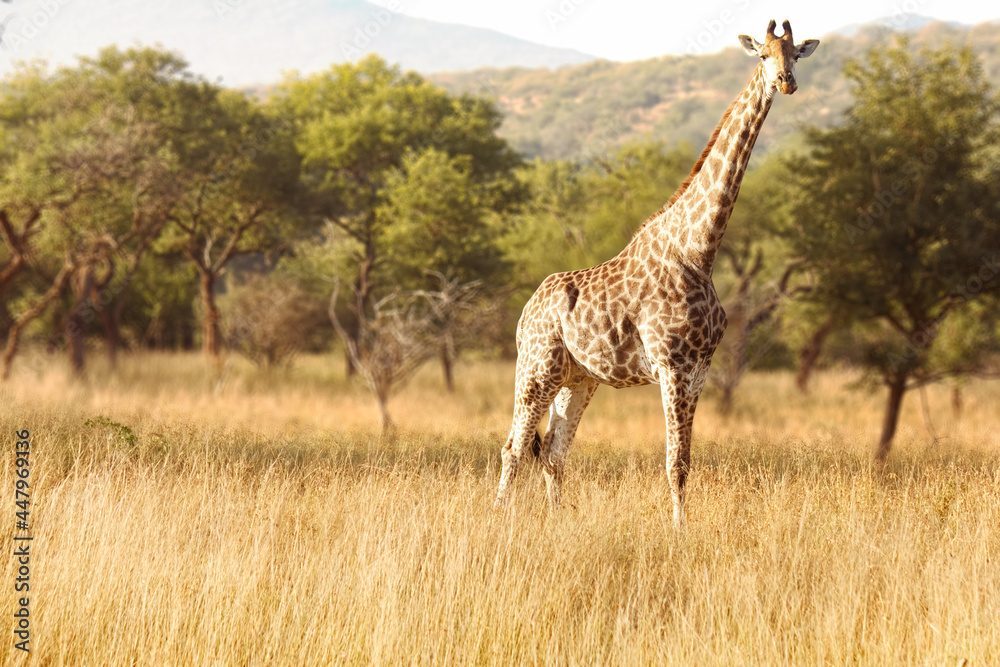 Giraffe in the wild, looking into the camera Giraffe in the wild, looking into the camera