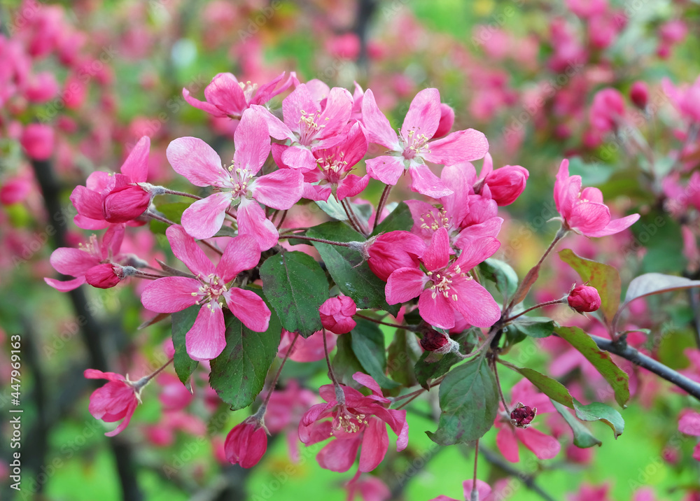 Blooming Malus purpurea, bright pink flowering branches, sakura, selective focus, blurred background, horizontal orientation. Blooming Malus purpurea, bright pink flowering branches, sakura, selective focus, blurred background, horizontal orientation.