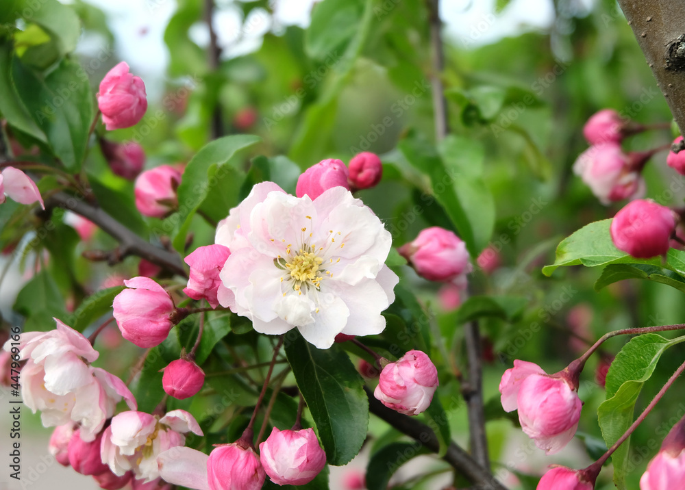 Blooming apple tree (Malus spectabilis), lush pink branches in bloom, sakura, selective focus, blurred background, horizontal orientation.