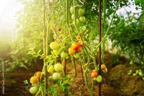 Fresh bunch of red ripe and unripe natural tomatoes growing in a home greenhouse.