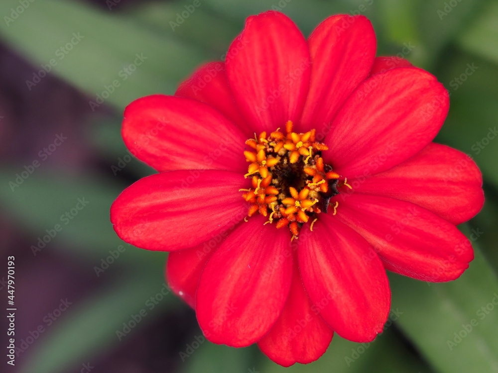 Tokyo,Japan-July 29, 2021: Closeup of red Single-flowered zinnia flower
Tokyo,Japan-July 29, 2021: Closeup of red Single-flowered zinnia flower