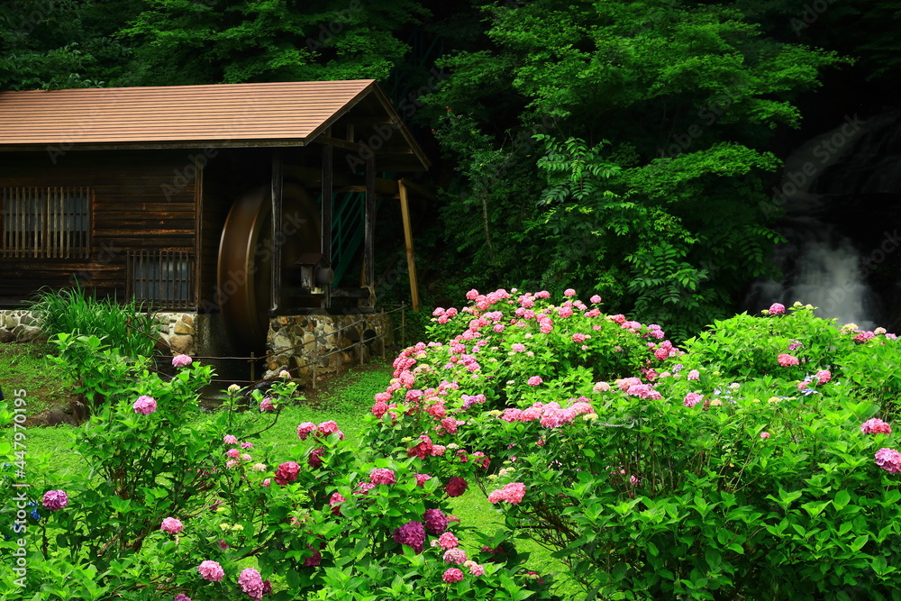 岩手県北上市 紫陽花とお滝さん Fotografiya Stock Adobe Stock 岩手県北上市 紫陽花とお滝さん Fotografiya Stock Adobe Stock