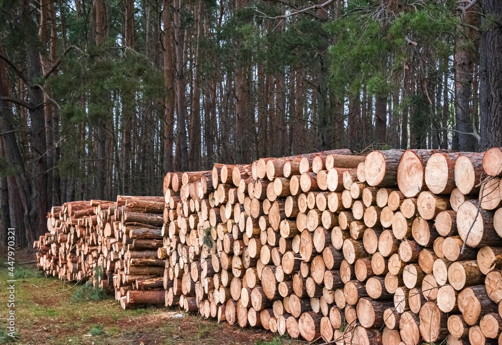 Wood and wooden logs lie in the forest after harvesting, deforestation