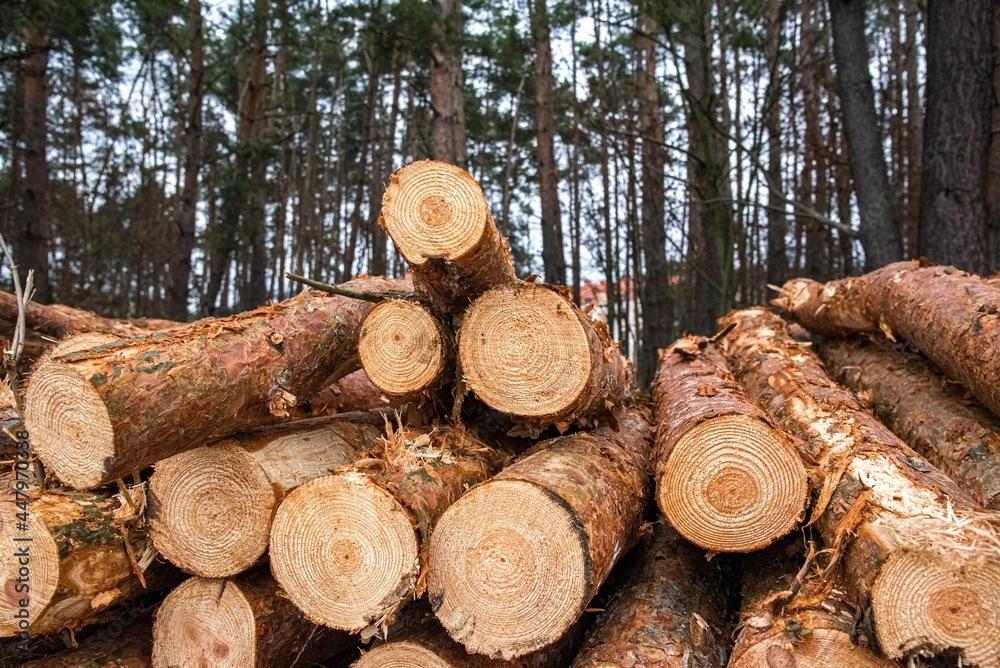 Wood and wooden logs lie in the forest after harvesting, deforestation Wood and wooden logs lie in the forest after harvesting, deforestation