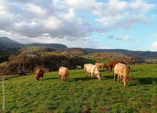 Rebaño de vacas en la montaña de Lugo, Galicia © CDN