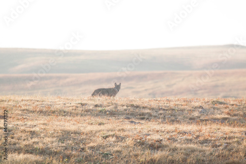 Coyote, Wind Cave National Park