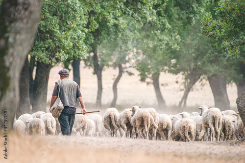 Shepherd with his sheep