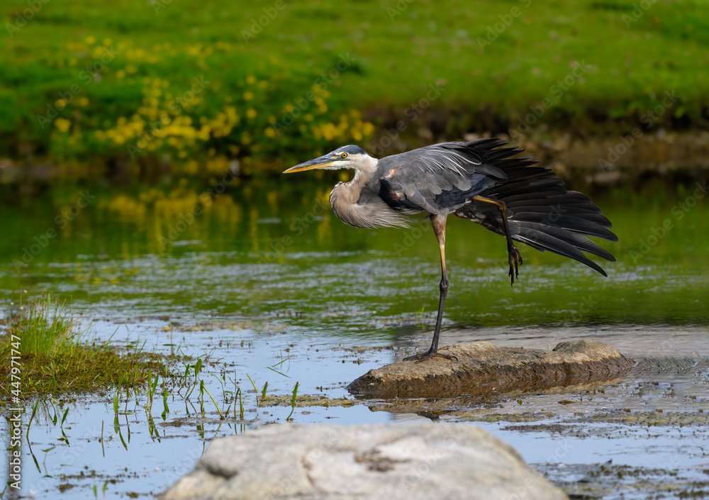 Great Blue Heron Standing on Rock and Stretching its Wing on the Pond Great Blue Heron Standing on Rock and Stretching its Wing on the Pond