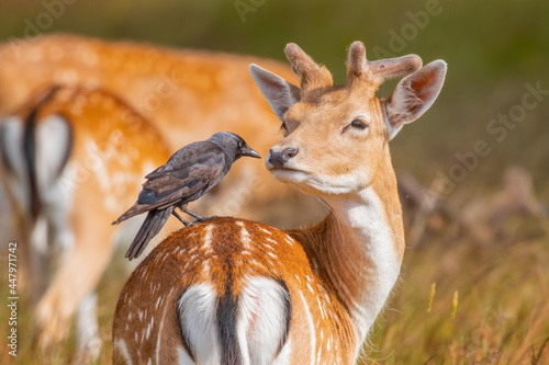 A young Fallow Deer and a Jackdaw's relationship photo