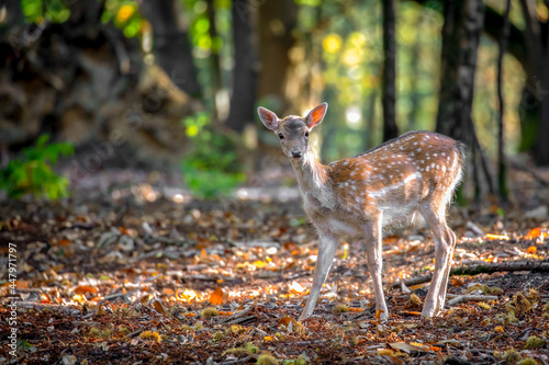 Young Fallow Deer looks towards camera in the forest photo
