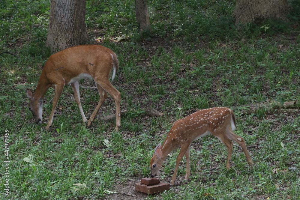 Deer outside in the heat of the day Deer outside in the heat of the day