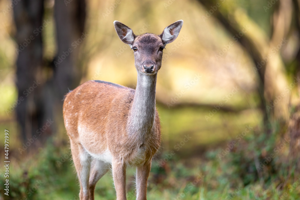 Fallow deer doe in woodland Fallow deer doe in woodland