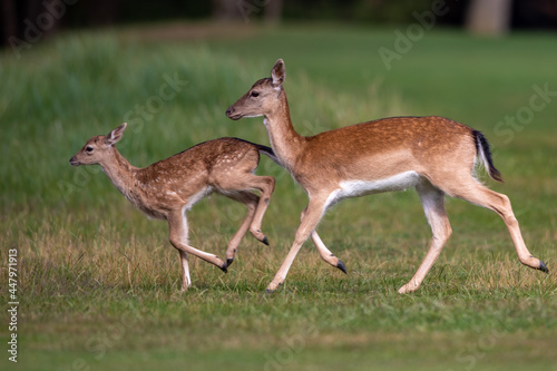 A Fallow Deer doe and her fawn run across a field