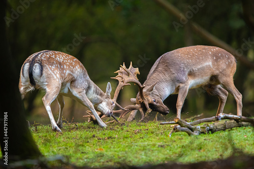 Fallow deer, two bucks fighting during rutting season
