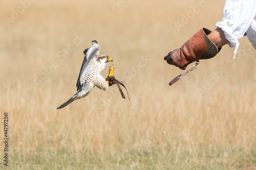 Obraz na płótnie Lancer Falcon during a show