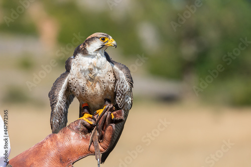 Obraz na płótnie Lancer Falcon during a show