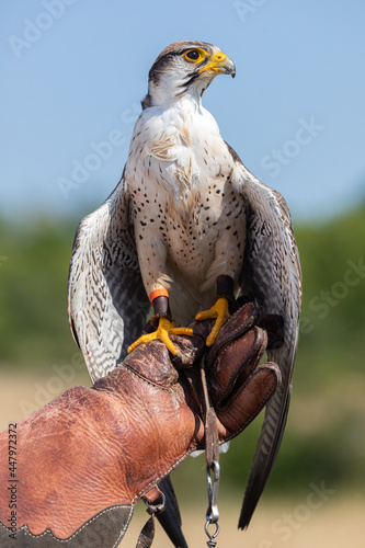 Obraz na płótnie Lancer Falcon during a show