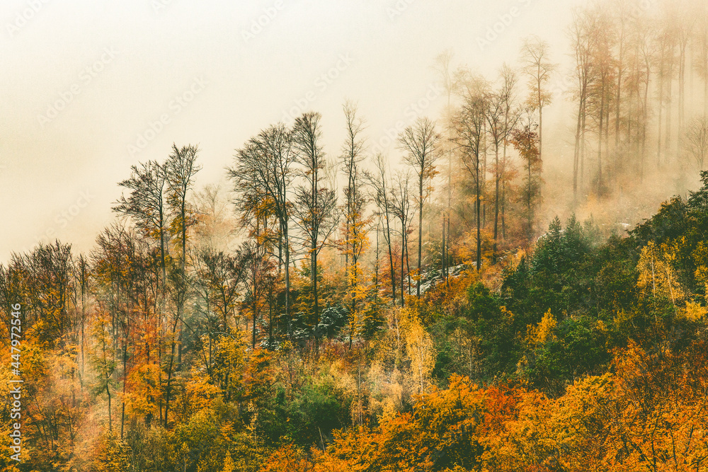 foggy forest background in autumn