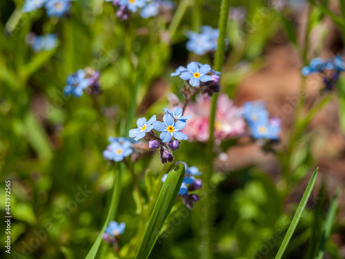 Forget-me-not flower with blue flowers, on a green background, close-up, garden plants