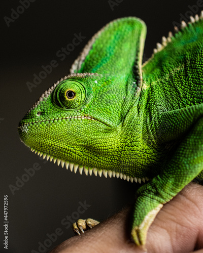 Chameleon close up on black background
