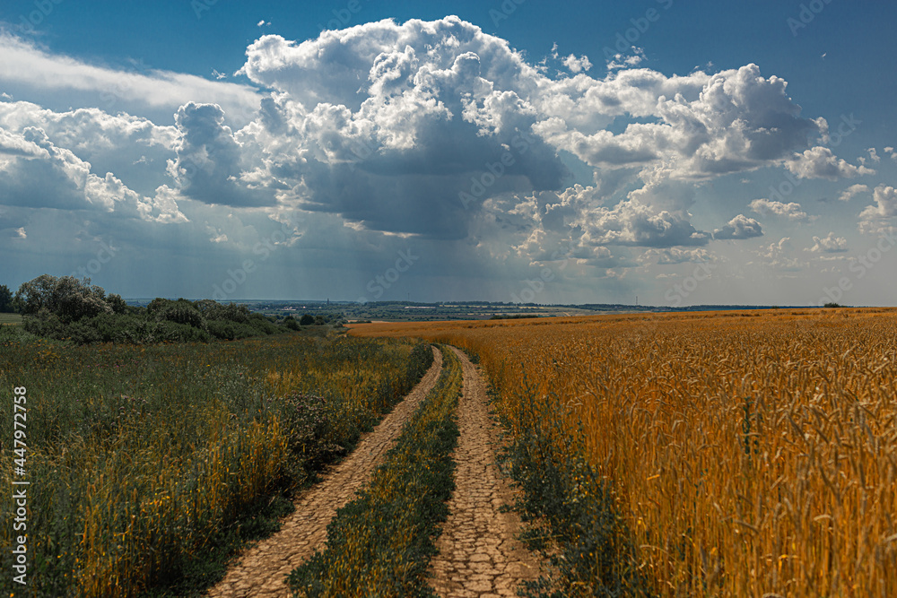 summer landscape with cumulus clouds and a yellow field of ripe wheat