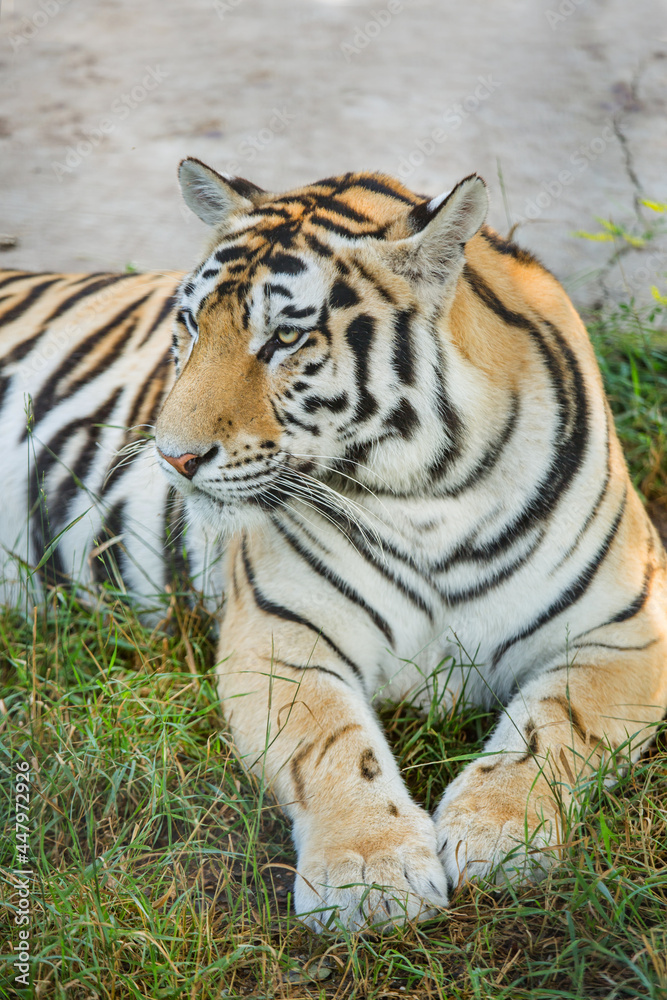 Close-up portrait of a tiger, wild animals.