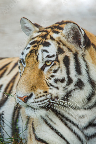 Fototapeta Naklejka Na Ścianę i Meble -  Close-up portrait of a tiger, wild animals.