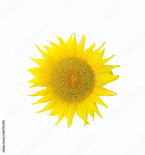 Isolated shiny yellow sunflower. Natural organic background. White background.