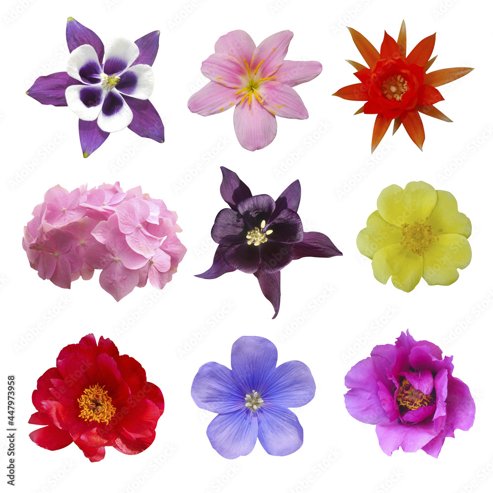 Composition of flowers Violet flower of aquilegia, yellow Portulaca oleraceae, red cactus flower, white and red peony, pink Hydrangea, blue Hepatica nobilis, pink Lily on isolated background Composition of flowers Violet flower of aquilegia, yellow Portulaca oleraceae, red cactus flower, white and red peony, pink Hydrangea, blue Hepatica nobilis, pink Lily on isolated background