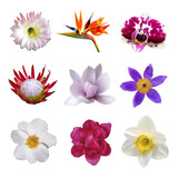 Composition of flowers on isolated background.