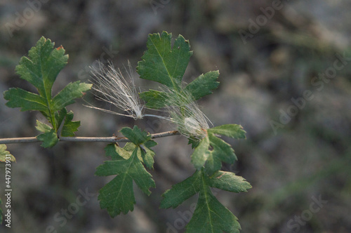 close-up: pappus of creeping thisle on the oak branches photo