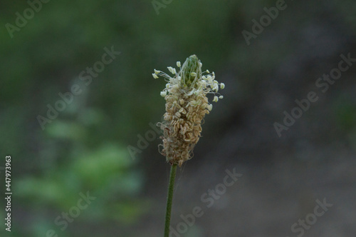 close-up: beautiful Inflorescence of hoary plantain photo