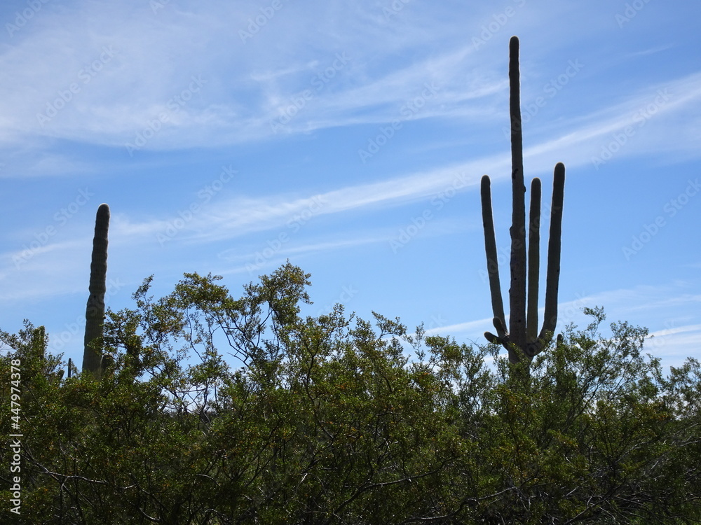 Arizona desert with cactus and brush with blue sky Arizona desert with cactus and brush with blue sky