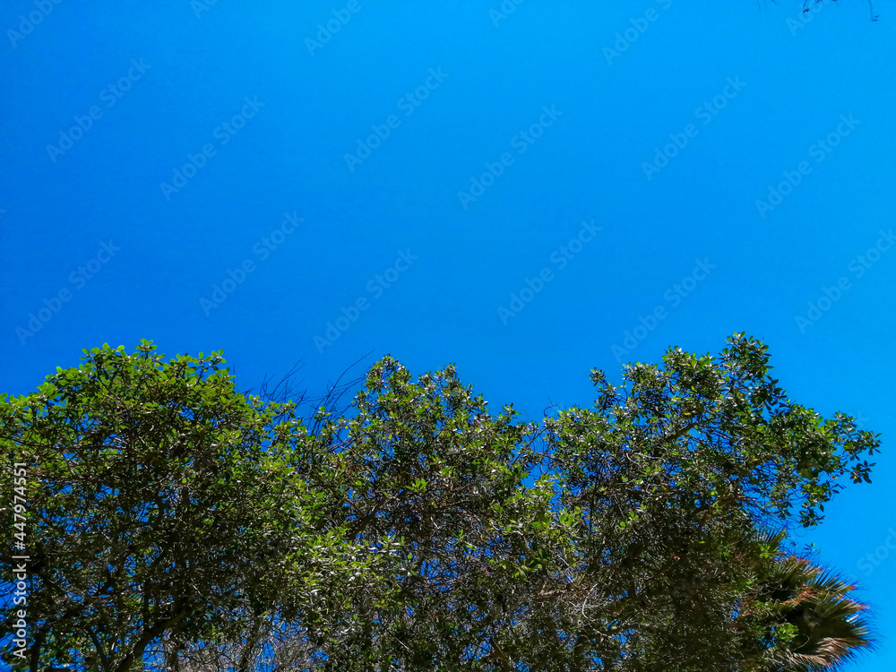 Fototapeta premium tree and blue sky