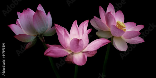 Pink lotus flowers  isolated on black background. Object with clipping path